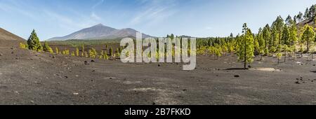 Super wide panoramic view of Chinero - Arenas Negras Park and lava fields around. Bright blue sky and white clouds. Teide volcano in the background. T Stock Photo
