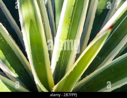 Sharp thorn on leaf of Agave succulent plant, Agave maguey, freshness leaves with thorn of Caribbean agave Stock Photo