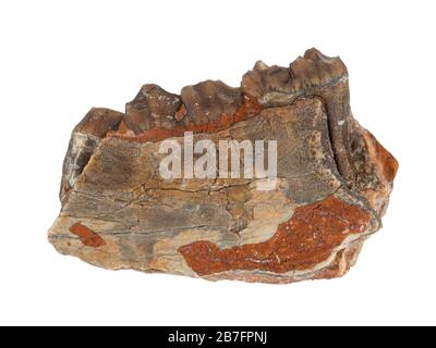 Fragment of a fossil jaw and teeth of an Oreodont (Merycoidodon), an extinct herbivorous pig-like mammal from the Late Eocene to Early Miocene epochs. Stock Photo
