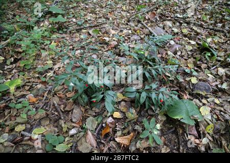 Ruscus hypoglossum - Wild plants shot in the fall. Autumn Stock Photo