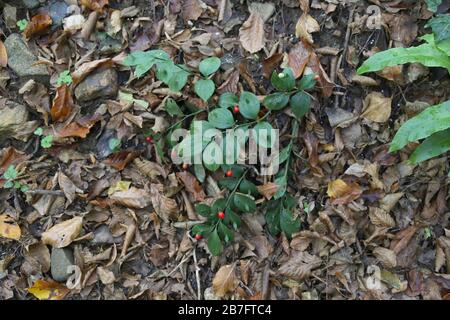 Ruscus hypoglossum - Wild plants shot in the fall. Autumn Stock Photo