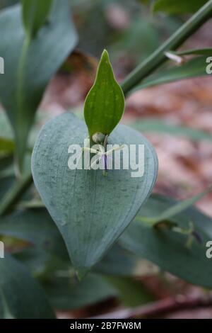 Ruscus hypoglossum, Large Butchers Broom - Wild plants shot in the fall. Autumn Stock Photo
