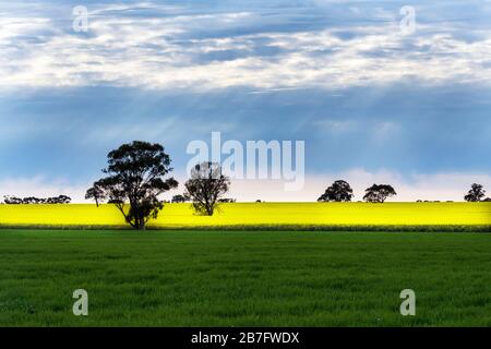 The vibrant colors of Canola fields in rural Victoria, being lit up by the sun breaking through the clouds. Taken near Moyston, Victoria, Australia Stock Photo