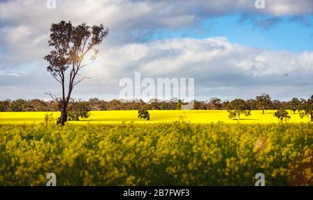The vibrant colors of Canola fields in rural Victoria. Taken near Moyston, Victoria, Australia Stock Photo