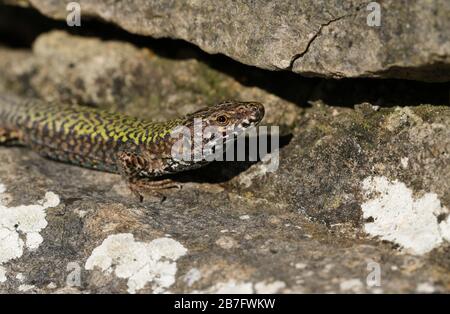 A beautiful male Wall Lizard, Podarcis muralis, basking on a stone wall in Dorset, UK. Stock Photo