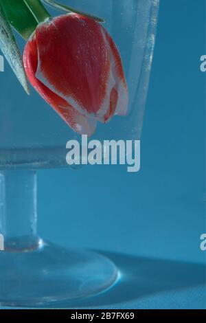 Still life with flowers on the contrary. Red tulip in a transparent vase. Tulip bud in the water. Background is blue. Stock Photo