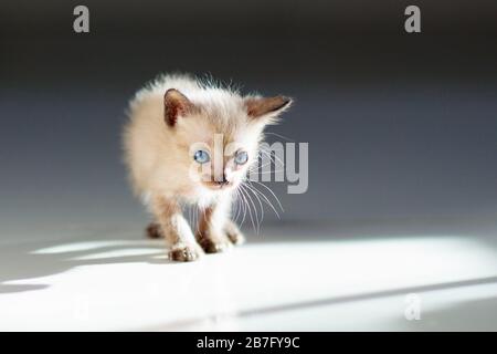 Baby cat. Siamese kitten playing on couch with knitted blanket. Domestic animal. Home pet. Young cats. Cute funny cats play at home. Stock Photo