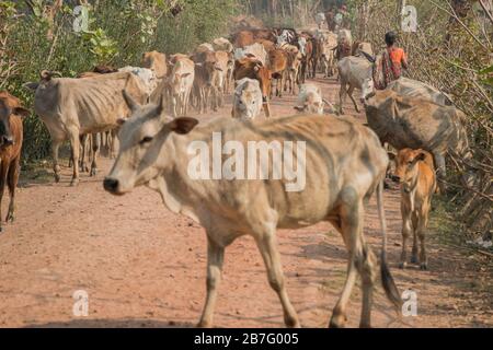 Bangladeshi women are returning from field with their cattle from filed in a sunny day. This cows are main source of their income of the families. Stock Photo