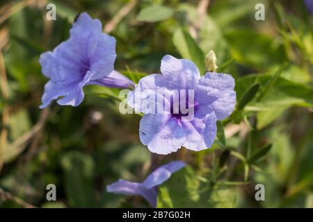 Bangladesh is a land of six seasons. Every season has some beautiful flowers. Different view of Bangladeshi flowers in different colors create beauty. Stock Photo