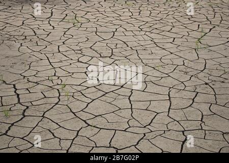 The cracked soil patterns are showing the effect of drought and climate change in Bangladesh. The farmland becomes cracked due to a lack of irrigation. Stock Photo
