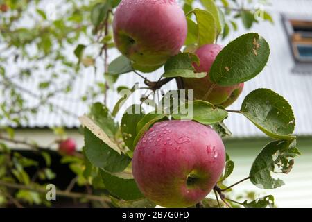 Apples on a branch of an apple tree with drops of water after rain Stock Photo