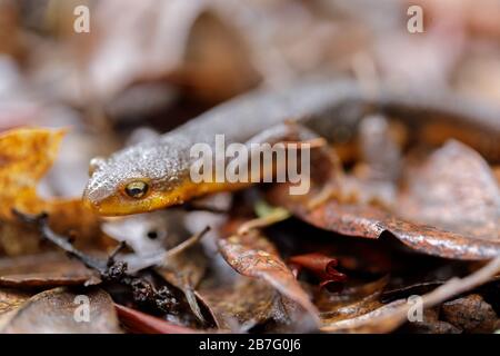 California Newt (Taricha torosa) camouflaged on leaves Stock Photo