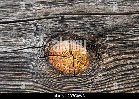 Old wooden with cracked board slice relief surface background. Wood background with knots Stock Photo