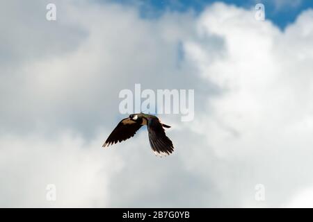 Northern lapwing (Vanellus vanellus) in flight on sky background. Stock Photo