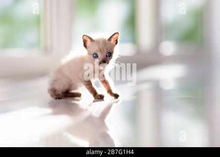 Baby cat. Siamese kitten playing on couch with knitted blanket. Domestic animal. Home pet. Young cats. Cute funny cats play at home. Stock Photo