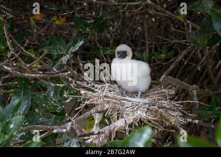 A fluffy Red Footed Booby chick sitting in the nest, taken on the Galapagos Islands Stock Photo