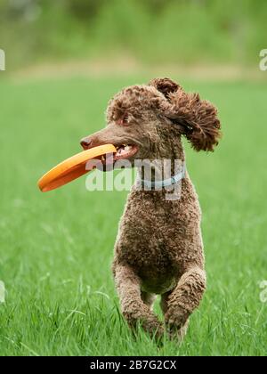 Brown standard poodle running and jumping joyfully in a meadow. Playful dog playing with a toy in the grass in summer. Stock Photo