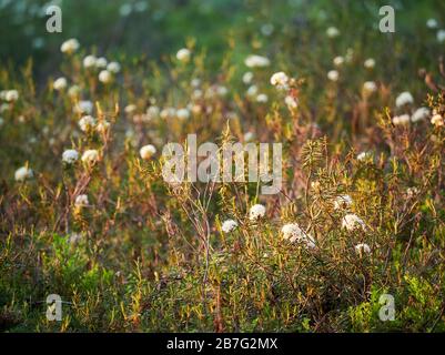 Marsh Labrador tea, Rhododendron tomentosum plant in the autumn sunlight. Selective focus, blurred background. Stock Photo