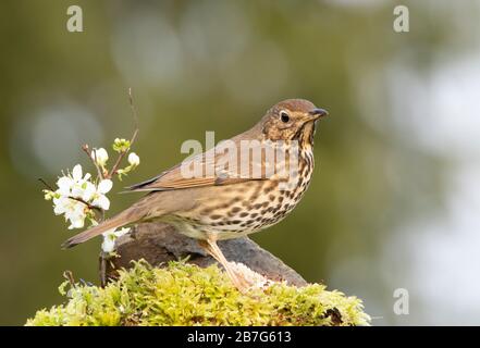 Song Thrush, perched on moss by a rock Stock Photo