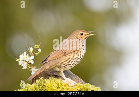 Song Thrush, Turdus philomelos, perched in a British Garden Stock Photo