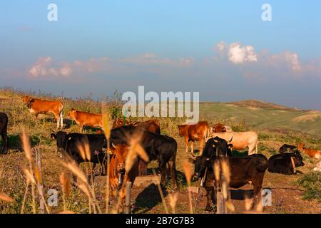 Herd of brown and black cows grazes on sicilian hills on a sunny day. Rasfocus foreground of ears of wheat. Stock Photo
