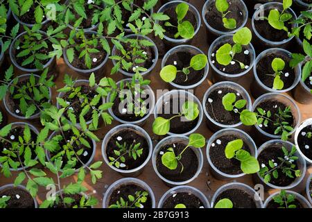 tomato and eggplant seedlings growing in a greenhouse - selective focus, copy space Stock Photo