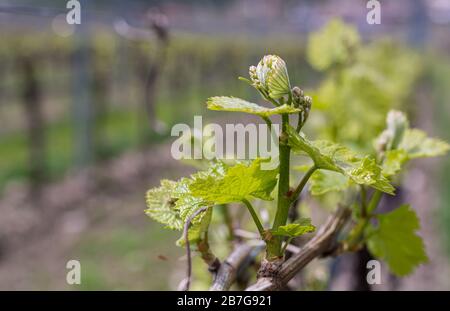Young inflorescence of grapes on the vine close-up. Grape vine with young leaves and buds blooming on a grape vine in the vineyard. Stock Photo