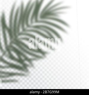 Transparent shadows of tropic Leaves. The shadow overlay effect. Background of tropical plants. Palm leaves, jungle leaf. The poster for sale and an Stock Vector