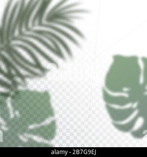 Transparent shadows of tropic Leaves. The shadow overlay effect. Background of tropical plants. Palm leaves, jungle leaf. The poster for sale and an Stock Vector