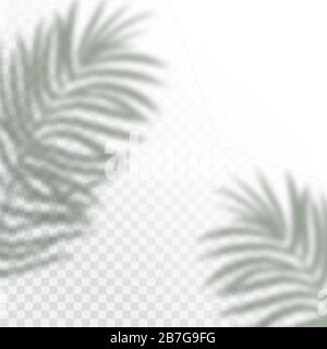 Transparent shadows of tropic Leaves. The shadow overlay effect. Background of tropical plants. Palm leaves, jungle leaf. The poster for sale and an Stock Vector