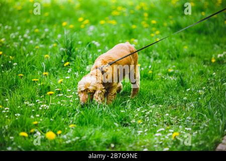 view of brown cocker spaniel dog walking in green grass Stock Photo