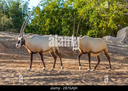 Two Oryx walking across the bush veld in Africa Stock Photo