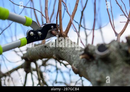 Pruning fruit trees. Pruning shears. Springtime gardening. Gardening equipment lifestyles shot. Stock Photo