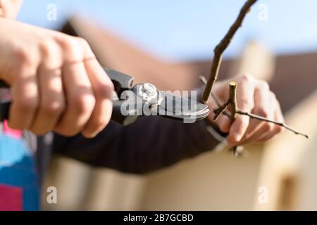 Unrecognizable man pruning fruit trees in his garden. Male gardener using pruning shears. Springtime gardening. Cropped shot, hands close up. Stock Photo
