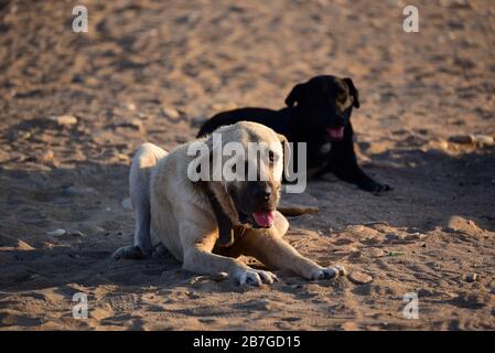 Kangal Shepherd Dog resting. Turkey Stock Photo