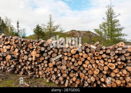 A pile of cut logs beside a road in Newfoundland. Stock Photo