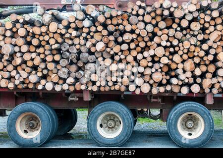 Logs stacked on a trailer. Stock Photo