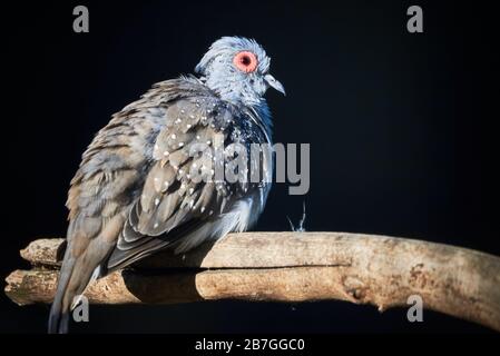 Close Up shot of a Diamond Dove bird Stock Photo