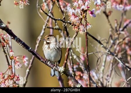 A Reed bunting (Emberiza schoeniclus) soaks up the sun among cherry blossom this morning on a bright sunny day in East Sussex, UK. Credit: Ed Brown/Alamy Live News Stock Photo