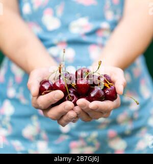 Woman holding cherries in her hands Stock Photo