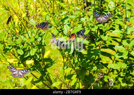Asia Sri Lanka Polonnaruwa Dipauyana bush shrub with cluster Dark Blue Tiger butterflies Tirumala Septentrionis Ceylon Palmfly or Orange Plain Tiger Stock Photo