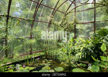 Aquatic plants growing in a water feature, inside a glasshouse Stock Photo