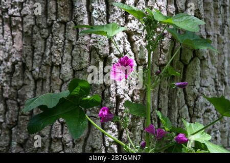 Malva sylvestris var.mauritiana / M. 'Mystic Merlin' / French Mallow / Hollyhock Mallow against bark of tree Stock Photo