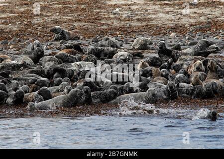 GREY SEAL (Halichoerus grypus) group hauled out at low tide, UK. Stock Photo