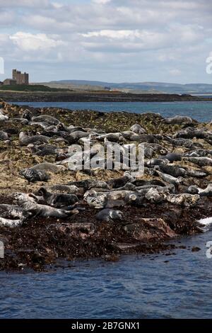 GREY SEAL (Halichoerus grypus) group hauled out at low tide, UK. Stock Photo