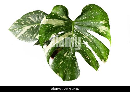 Leaf of exotic white sprinkled rare variegated tropical 'Monstera Deliciosa Thai Constellation' house plant isolated on white background Stock Photo