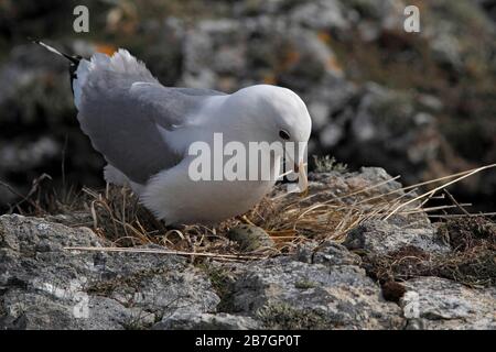 COMMON GULL (Larus canus) settling on eggs, Scotland, UK. Stock Photo