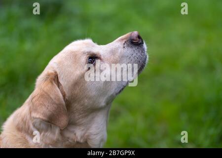 An elderly Labrador Retriever standing and looking away Stock Photo