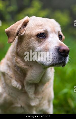 An elderly Labrador Retriever standing and looking away Stock Photo