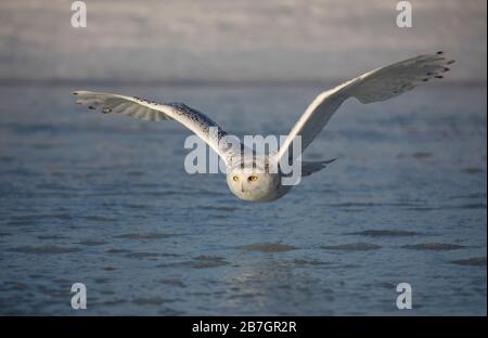Snowy owl (Bubo scandiacus) in flight hunting over an ice covered pond in Ottawa, Canada Stock Photo